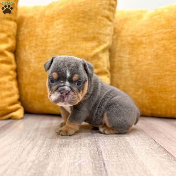 Clare, English Bulldog Puppy