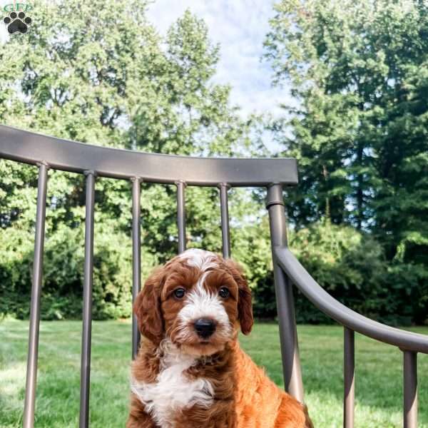 Jackson, Mini Goldendoodle Puppy
