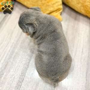 Clare, English Bulldog Puppy