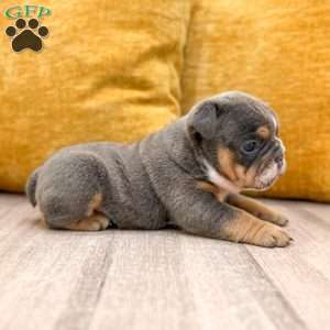 Clare, English Bulldog Puppy