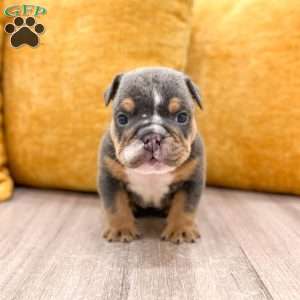 Clare, English Bulldog Puppy