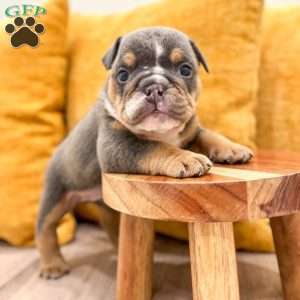 Clare, English Bulldog Puppy