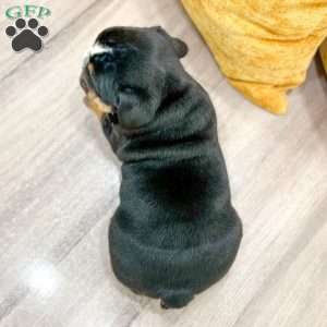 Callum, English Bulldog Puppy