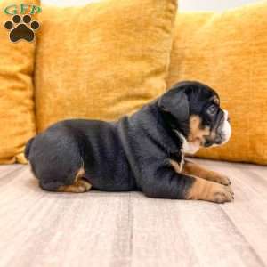 Callum, English Bulldog Puppy