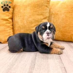 Callum, English Bulldog Puppy