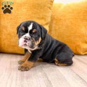 Callum, English Bulldog Puppy