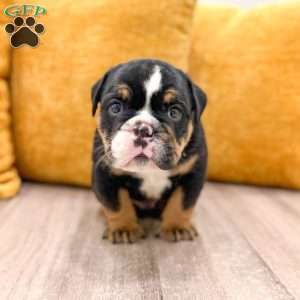 Callum, English Bulldog Puppy