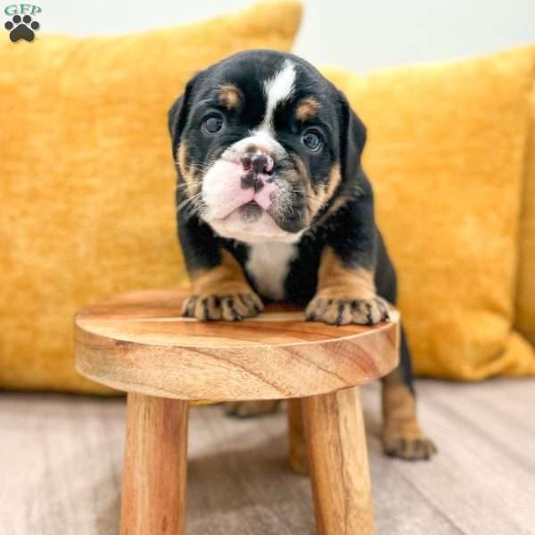 Callum, English Bulldog Puppy