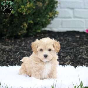 Romeo, Maltipoo Puppy