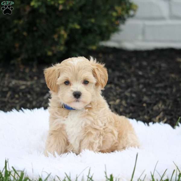Romeo, Maltipoo Puppy