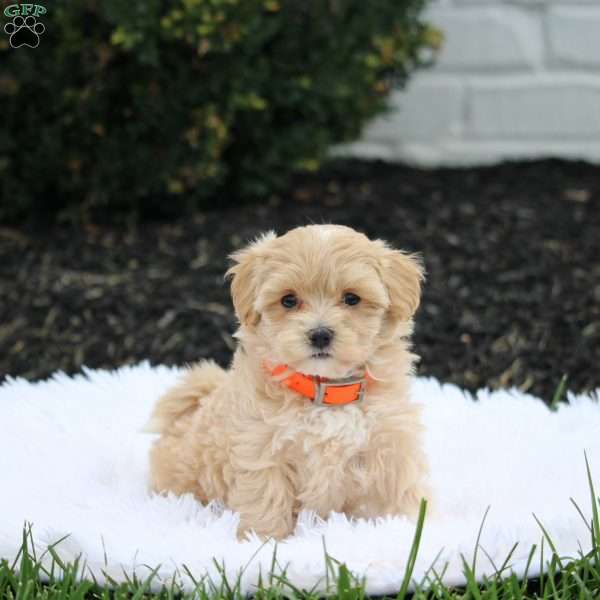 Riley, Maltipoo Puppy
