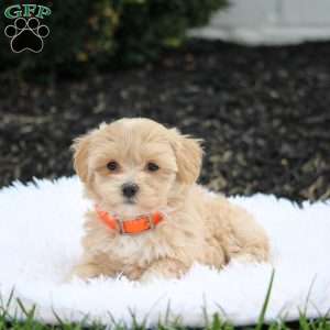 Riley, Maltipoo Puppy