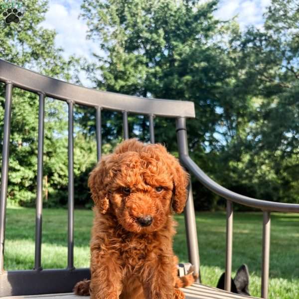 Beau, Mini Goldendoodle Puppy