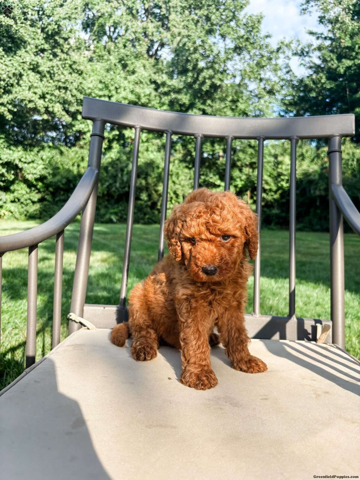 Beau, Doodle / designer cross