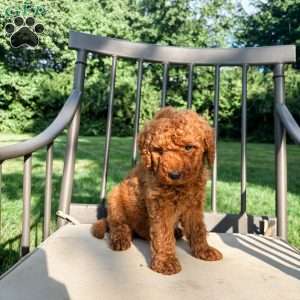 Beau, Mini Goldendoodle Puppy