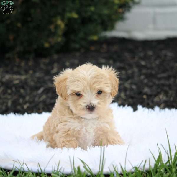 Rusty, Maltipoo Puppy