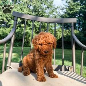 Beau, Mini Goldendoodle Puppy