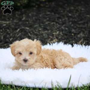 Rusty, Maltipoo Puppy