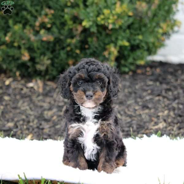 Pumpkin, Cavapoo Puppy