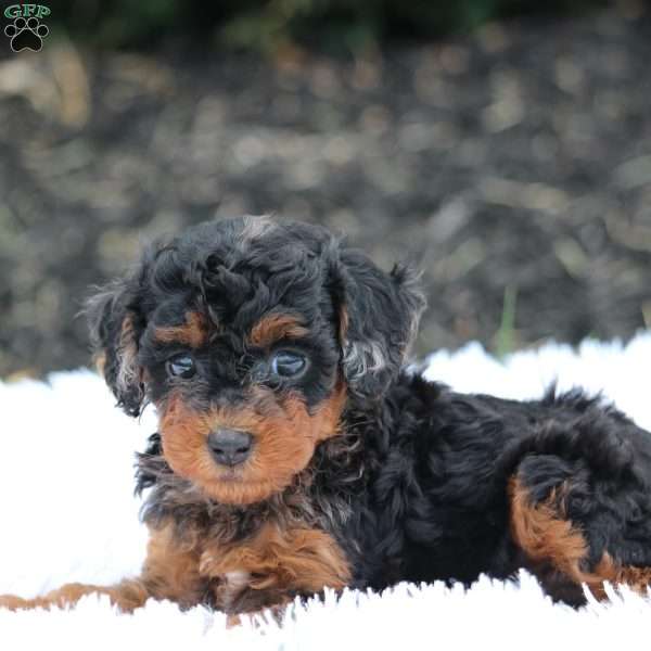 Penny, Cavapoo Puppy