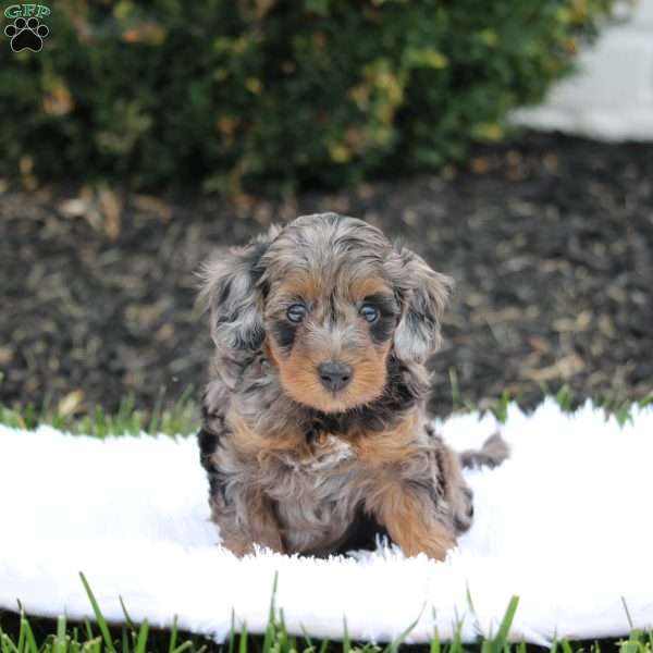 Poppy, Cavapoo Puppy