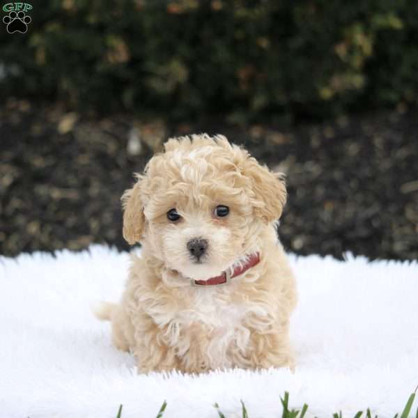 Stella, Maltipoo Puppy