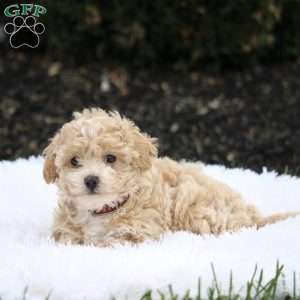 Stella, Maltipoo Puppy