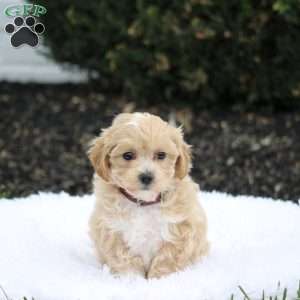 Snoopy., Maltipoo Puppy