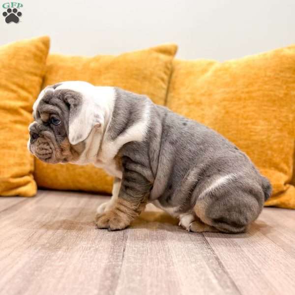 Earl, English Bulldog Puppy