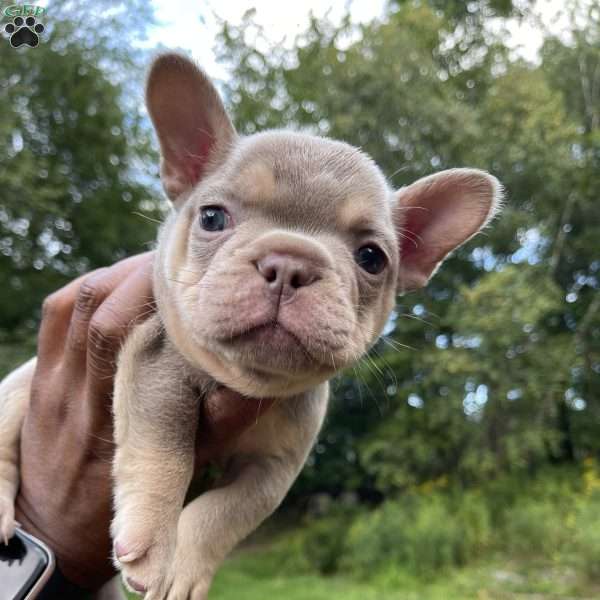 Mars, French Bulldog Puppy