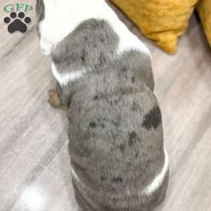 Earl, English Bulldog Puppy
