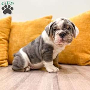Earl, English Bulldog Puppy