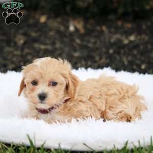 Snoopy., Maltipoo Puppy