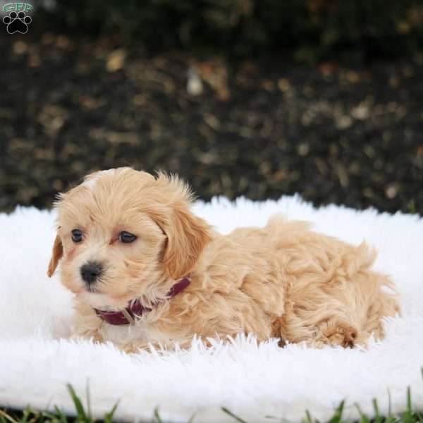 Snoopy., Maltipoo Puppy