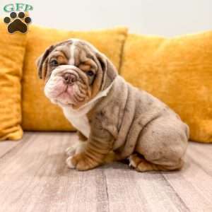 Enzo, English Bulldog Puppy