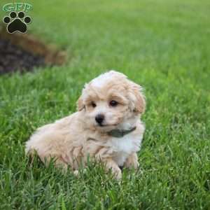 Snickers., Maltipoo Puppy