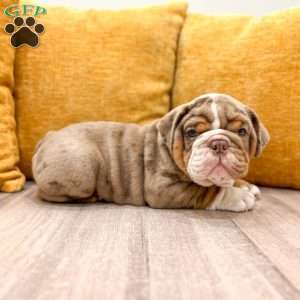 Enzo, English Bulldog Puppy