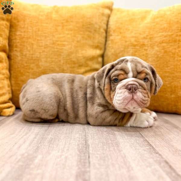 Enzo, English Bulldog Puppy