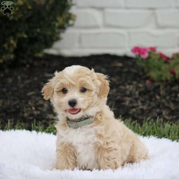 Snickers., Maltipoo Puppy