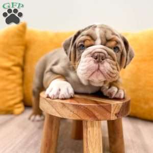 Enzo, English Bulldog Puppy