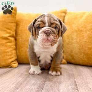 Enzo, English Bulldog Puppy