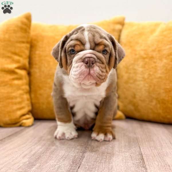 Enzo, English Bulldog Puppy
