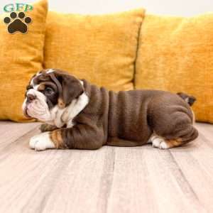 Ely, English Bulldog Puppy