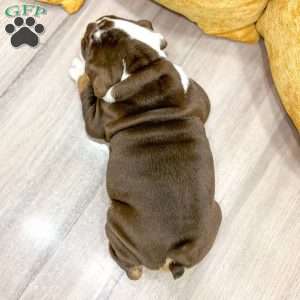 Ely, English Bulldog Puppy
