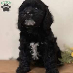 Peter, Cavapoo Puppy