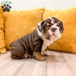 Ely, English Bulldog Puppy