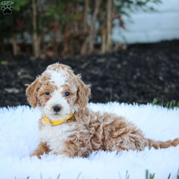 Tessa, Cockapoo Puppy