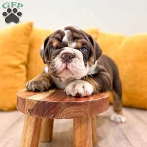 Ely, English Bulldog Puppy