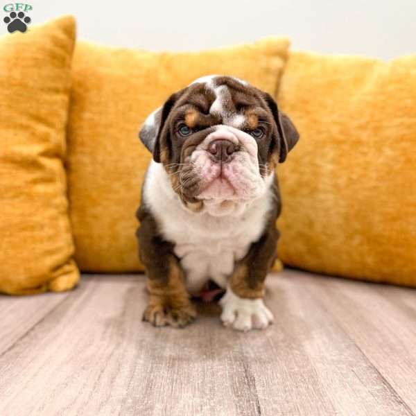 Ely, English Bulldog Puppy