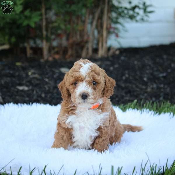 Tilly, Cockapoo Puppy